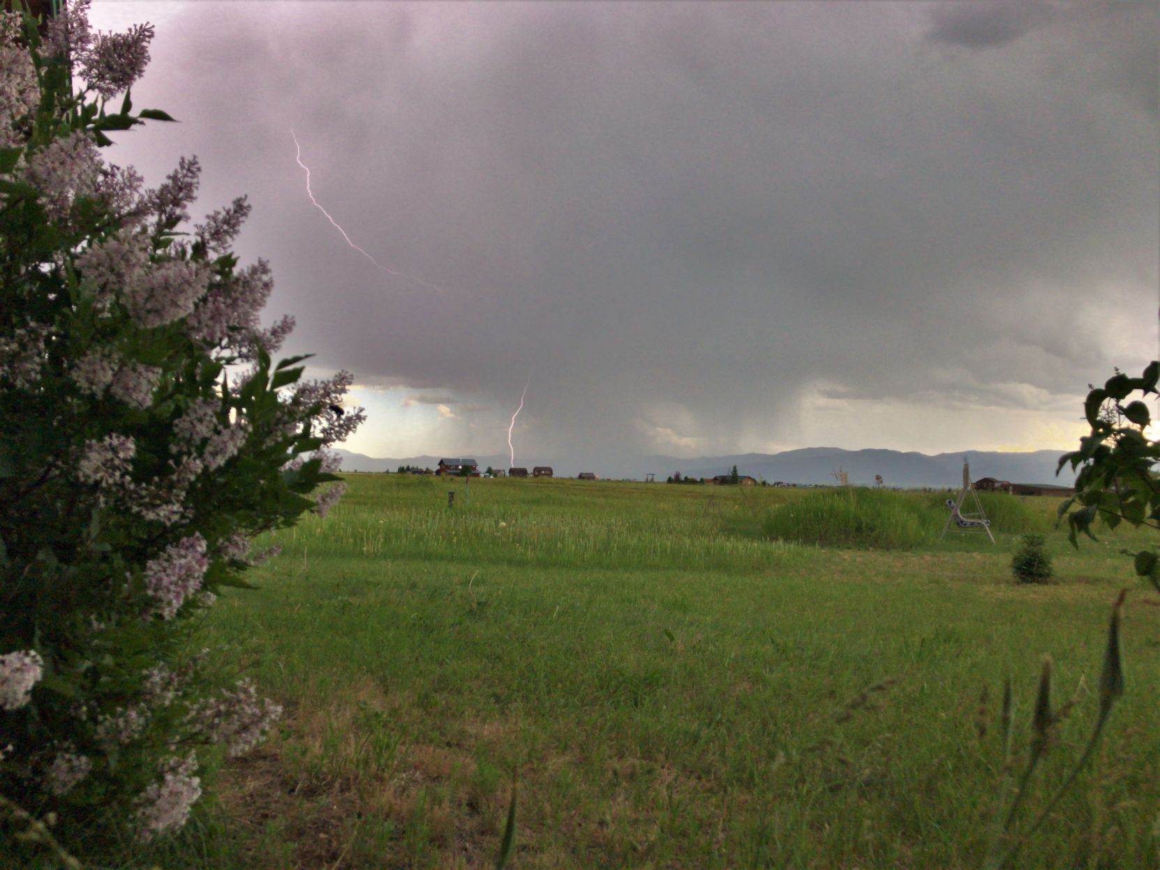 Lightning Lilacs